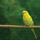 Best-Selling Galvanised Wire Netting – 13mm Hexagonal Hole, Green PVC-Coated Steel