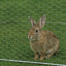 Premium 13mm Wire Netting – Ultra-Strong, Rust-Resistant & Versatile!