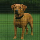 Premium Black PVC Coated Welded Wire Mesh – 25x25mm Square Hole, Medium-weight