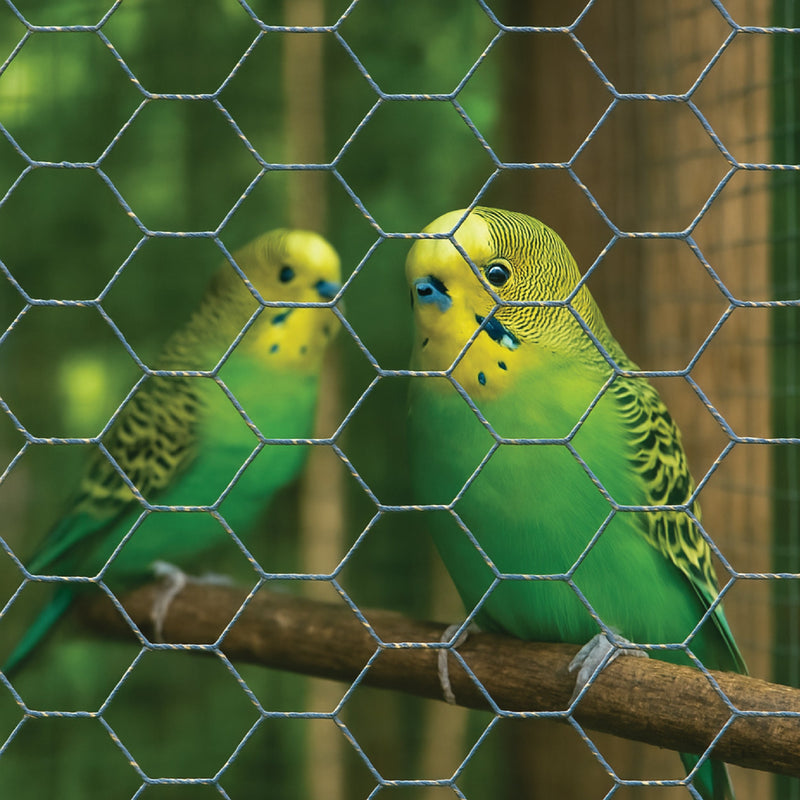 Premium 31mm Wire Netting – Durable, Rust-Resistant, Multi-Purpose Fencing!