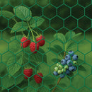 Premium Galvanised Wire Netting – 50mm Hexagonal Hole, Green PVC-Coated Steel