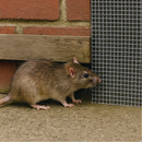 Premium Rat Mesh – 6mm x 6mm Galvanized, Woven, Stainless Steel Protection