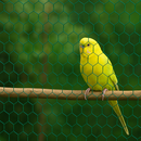 Premium 13mm Green-Coated Wire Netting – Rust-Resistant & Durable Garden Fencing!