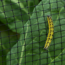 Anti-Butterfly & Pond Netting – 7mm x 6mm Garden Protection Mesh